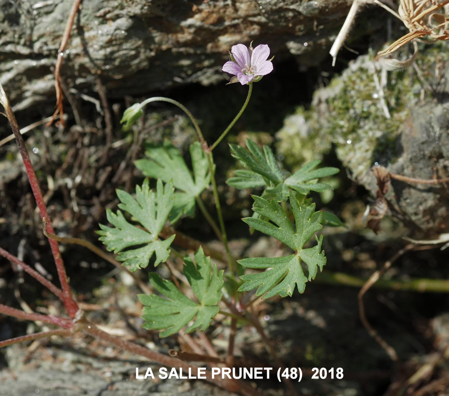 Cranesbill, Long-stalked